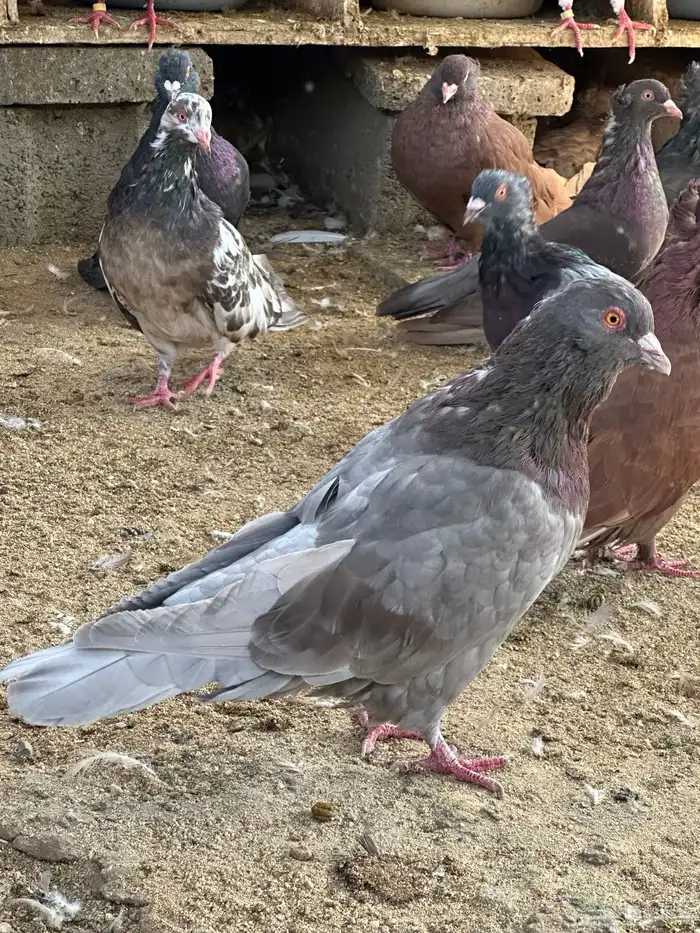 حمام مصري مالطي 73