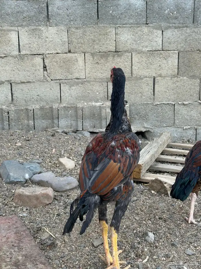 3 ديوك سندي 1