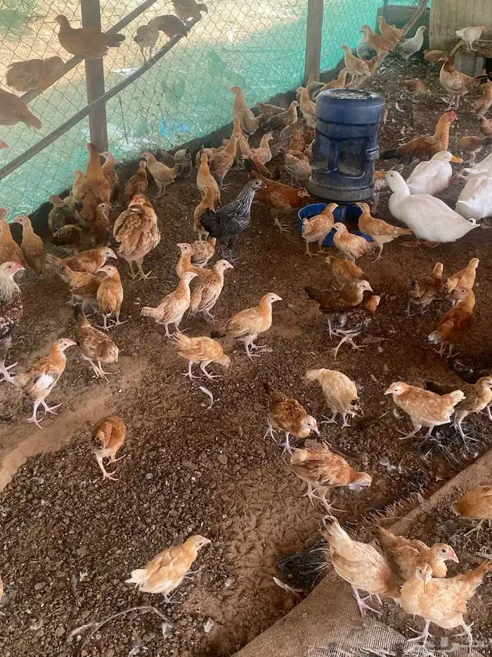 السلام عليكم ورحمة الله وبركاته اعرض لكم فروخ عمر شهر 20يوم 6