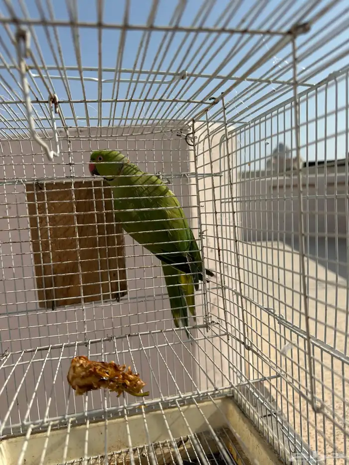 طير دره هنديه 2