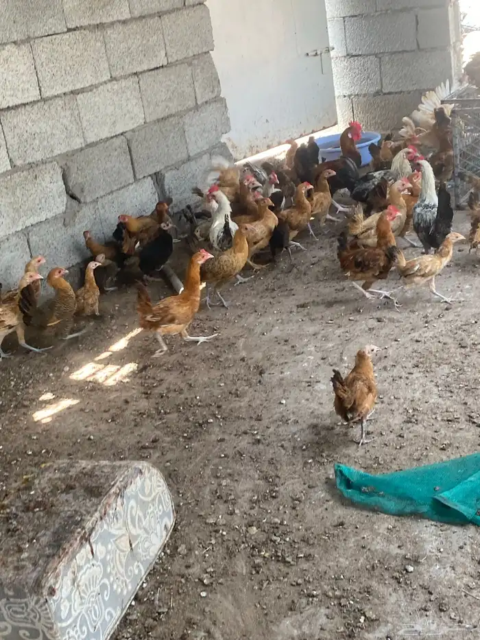 دجاج 0