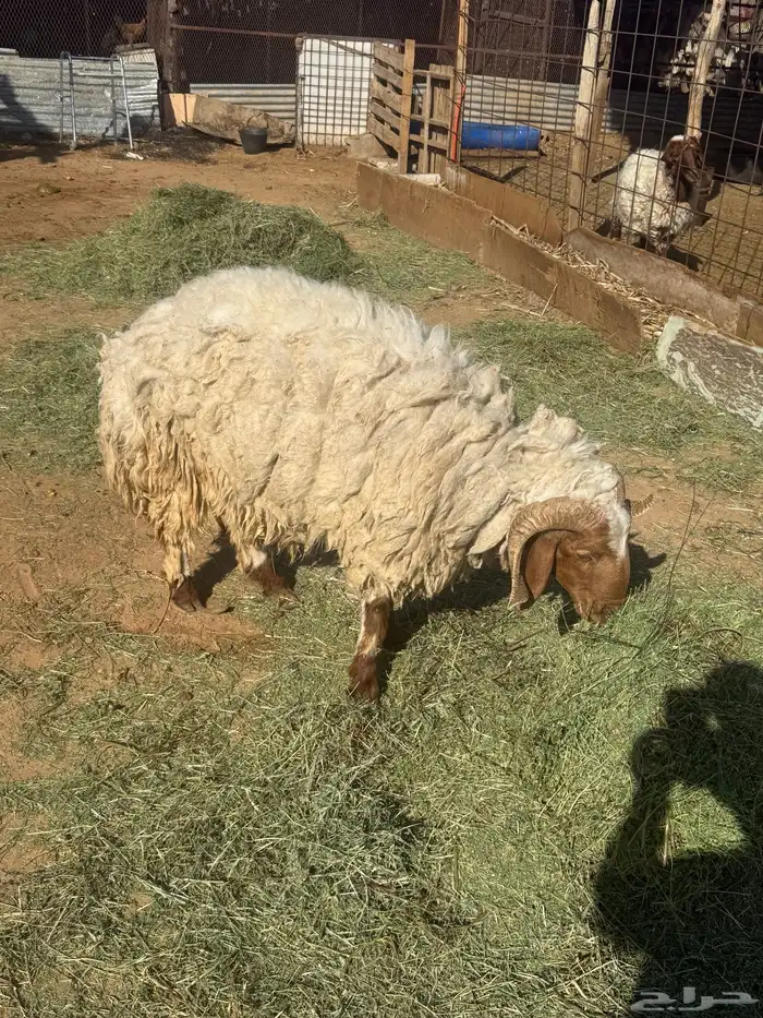 خروف نعيمي للبيع 0