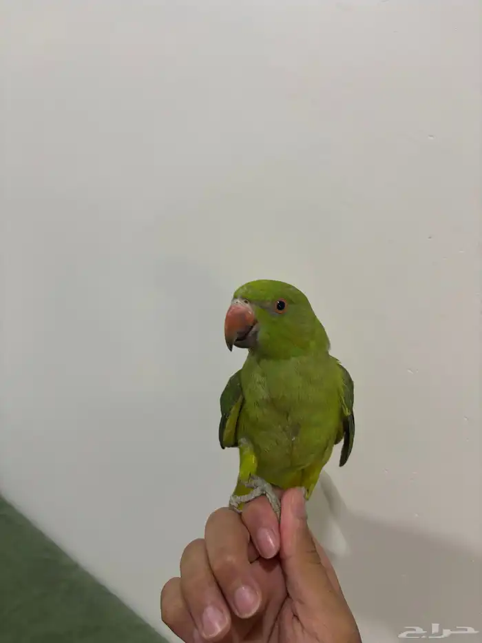ببغاء الدره 0