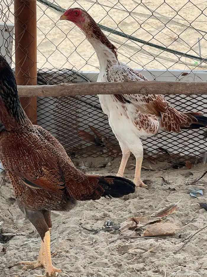 شامو (تم البيع) 1