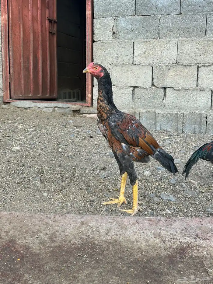 3 ديوك سندي 6