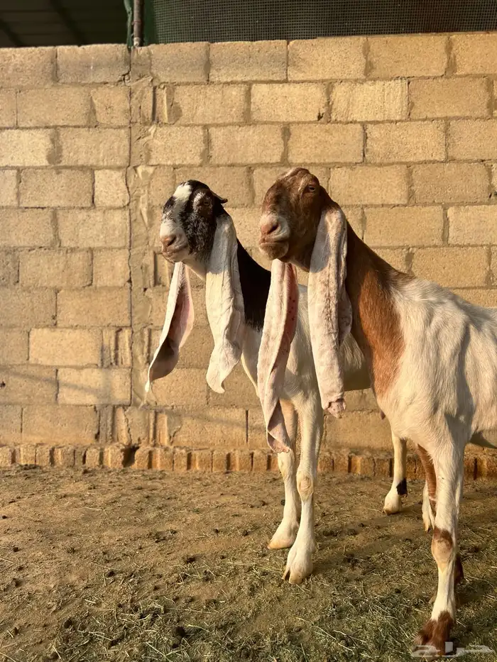 عنزين هولندية للبيع 2