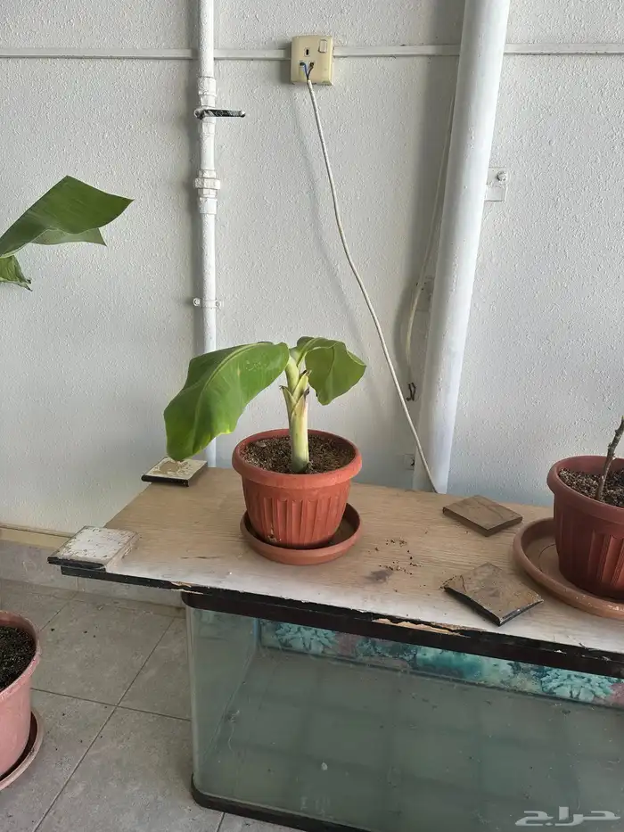 شتلات موز للبيع 2