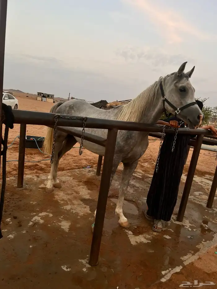 حصان شعبي جميل العمر درب كمل ثلاث سنوات سليم 3