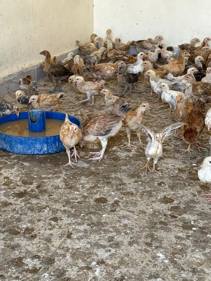 صوص عمر 2 زياده عن شهرين 0