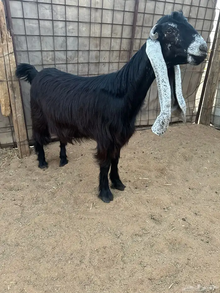 للبيع جذعات عوارض صنف نوادر 3