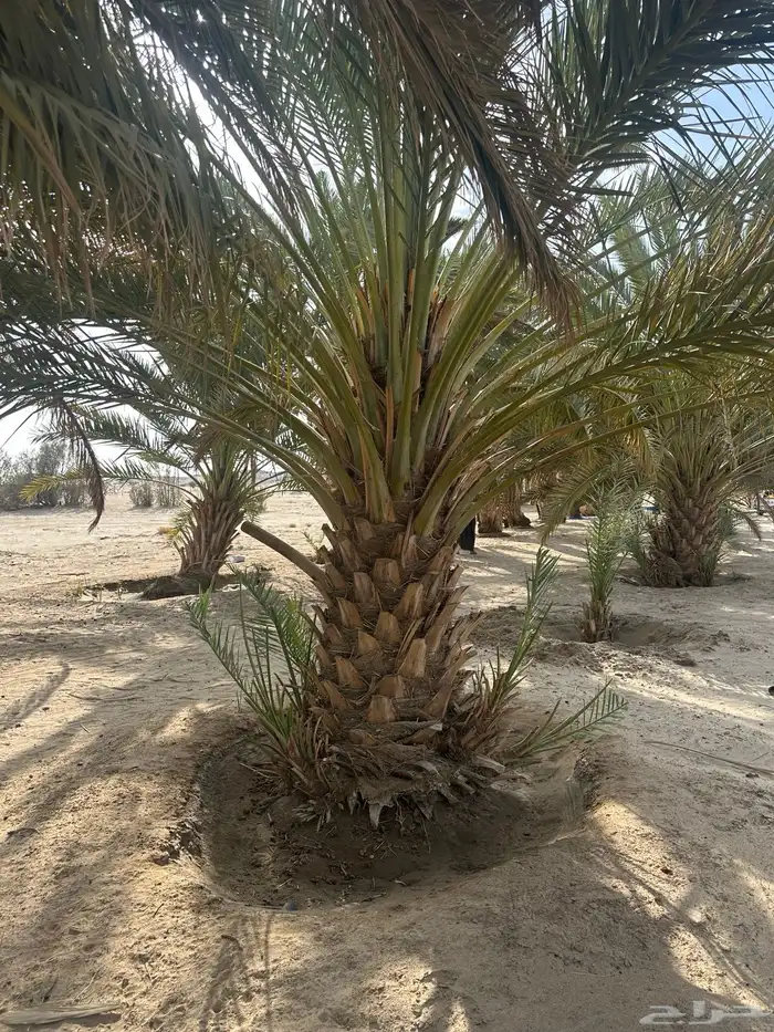 نخل للبيع 1
