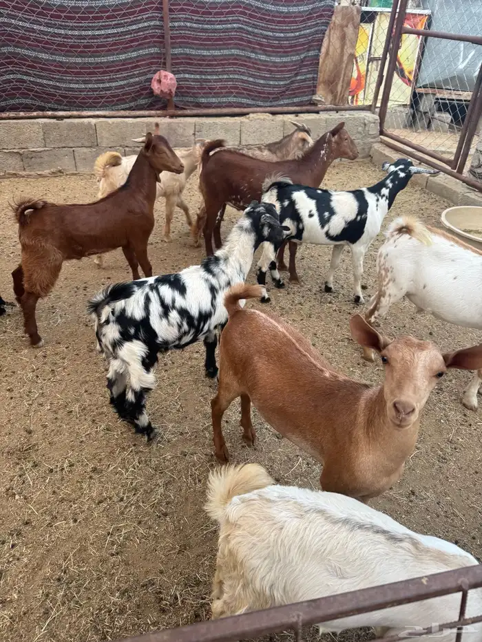 تيوس ذبايح 2