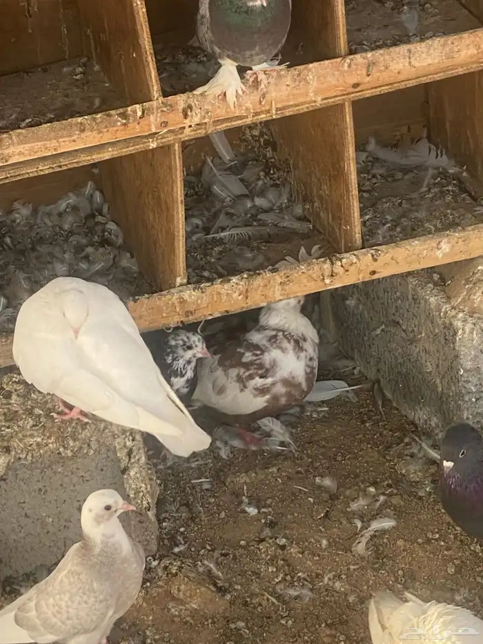 قطايف. صفر. وحمر وقنادي وسود 6