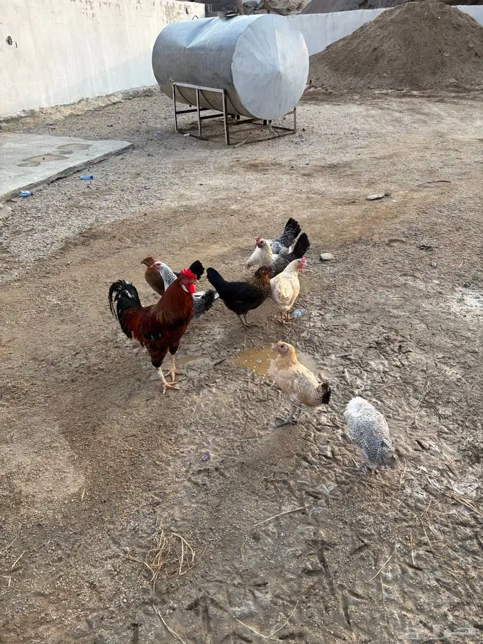 دجاج 1