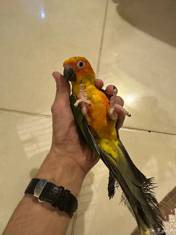 فرخ صن كنيور متكلم و هدد داخلي وخارجي ( تم البيع ) 5