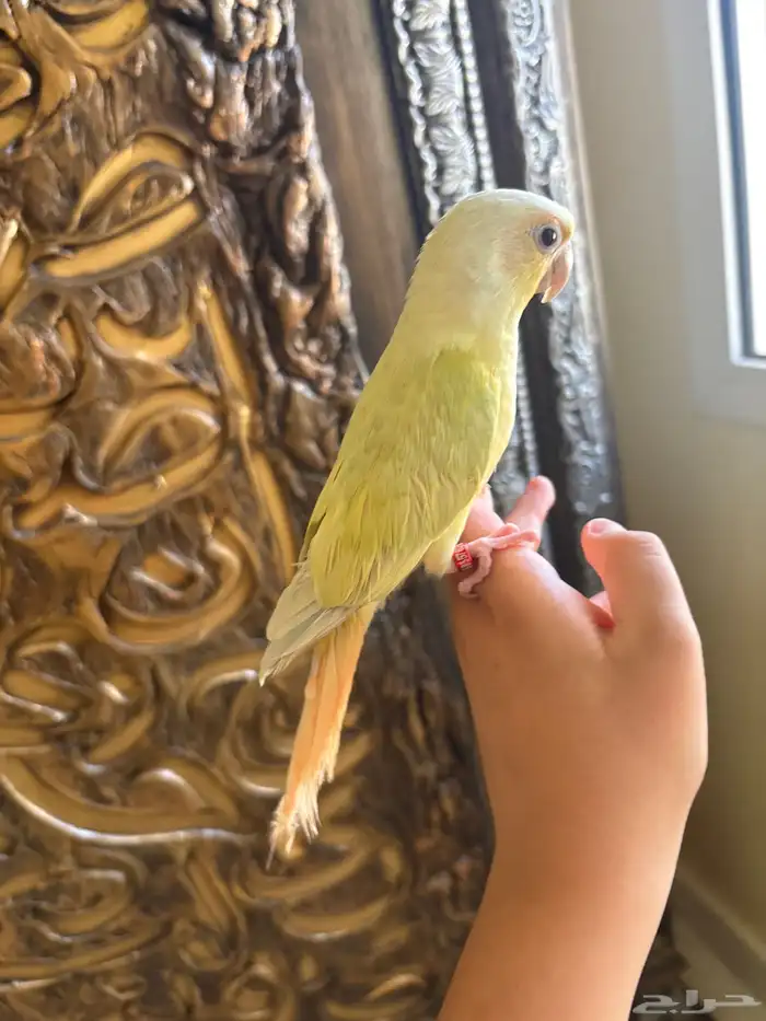 كنيور مون شيك أليف 2