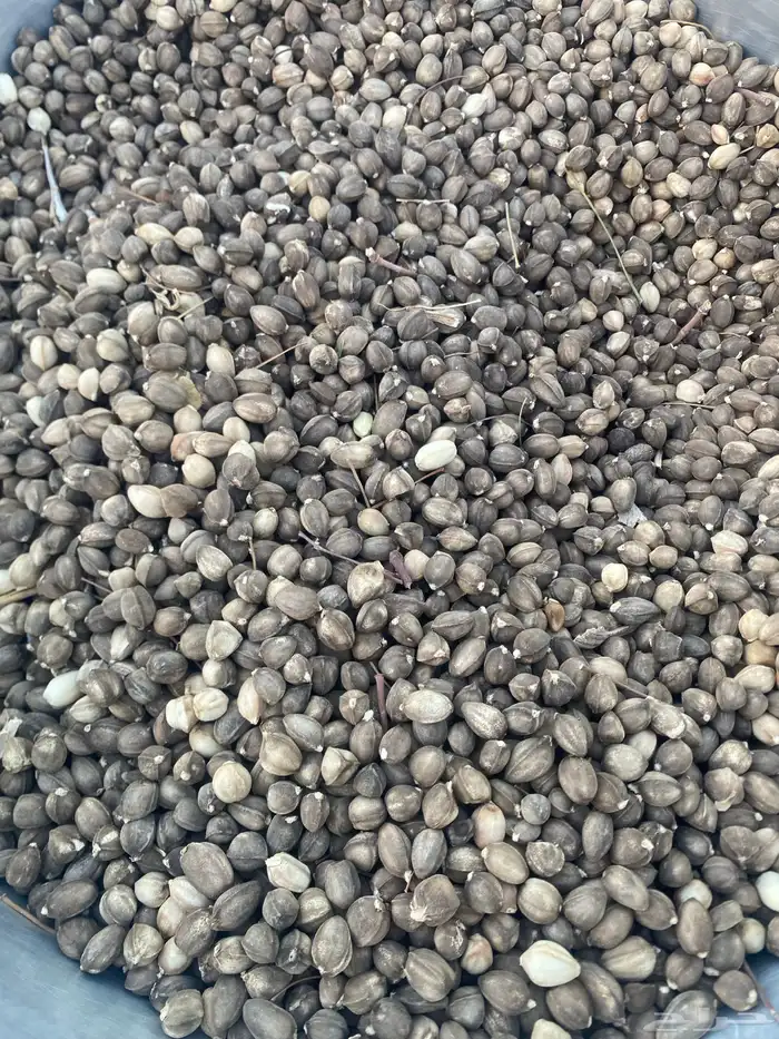 بذار يسر العربي (مورينقا) 2