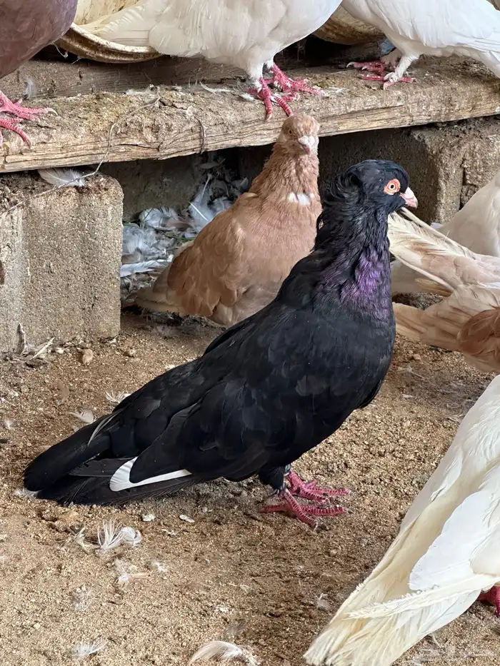 حمام مصري مالطي 41