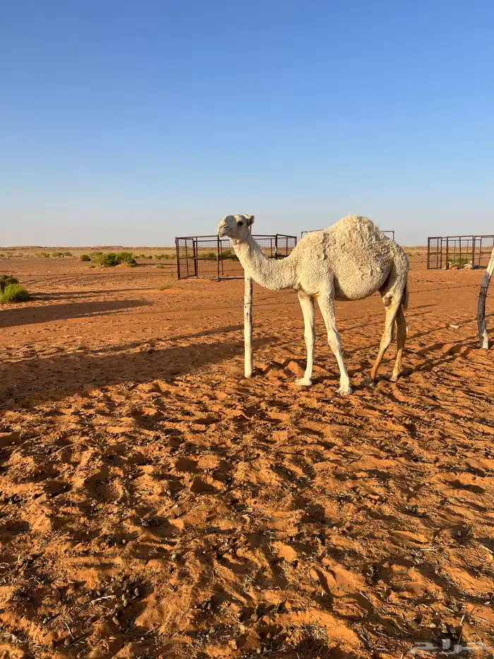 بكره وضحاء 1