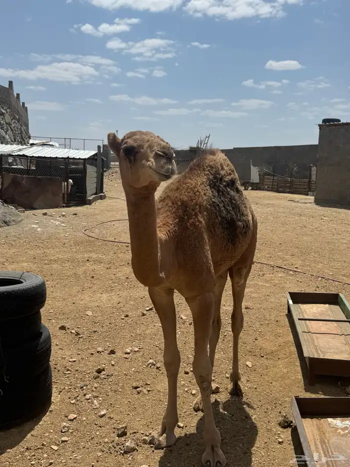 حاشي للبيع 0