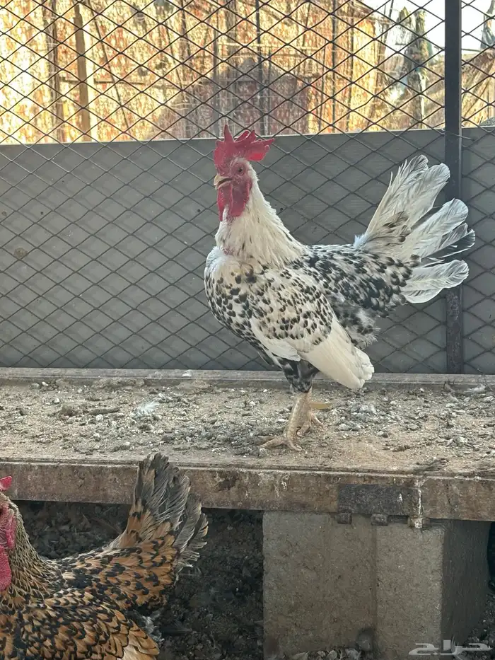 ديك سبرايت قزم 2