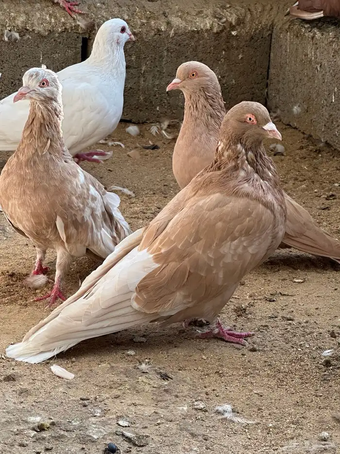 حمام مصري مالطي 40