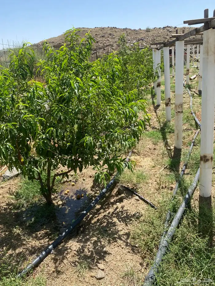 الطآيف بني سعد 2