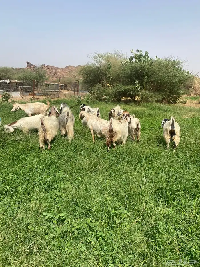غنم للبيع 4