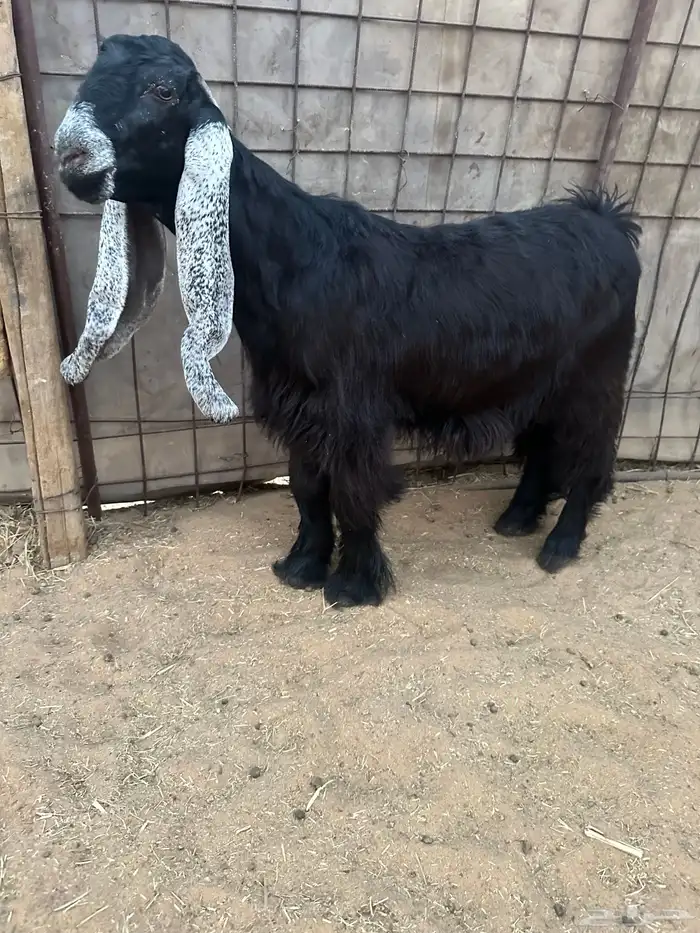 للبيع جذعات عوارض صنف نوادر 2