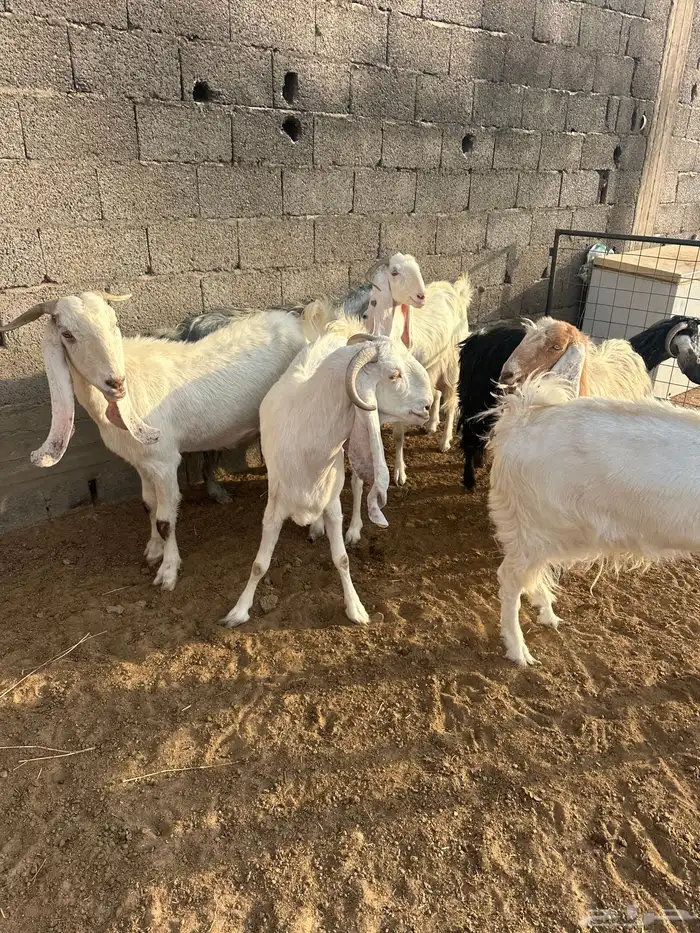 معزا مشاريك 4