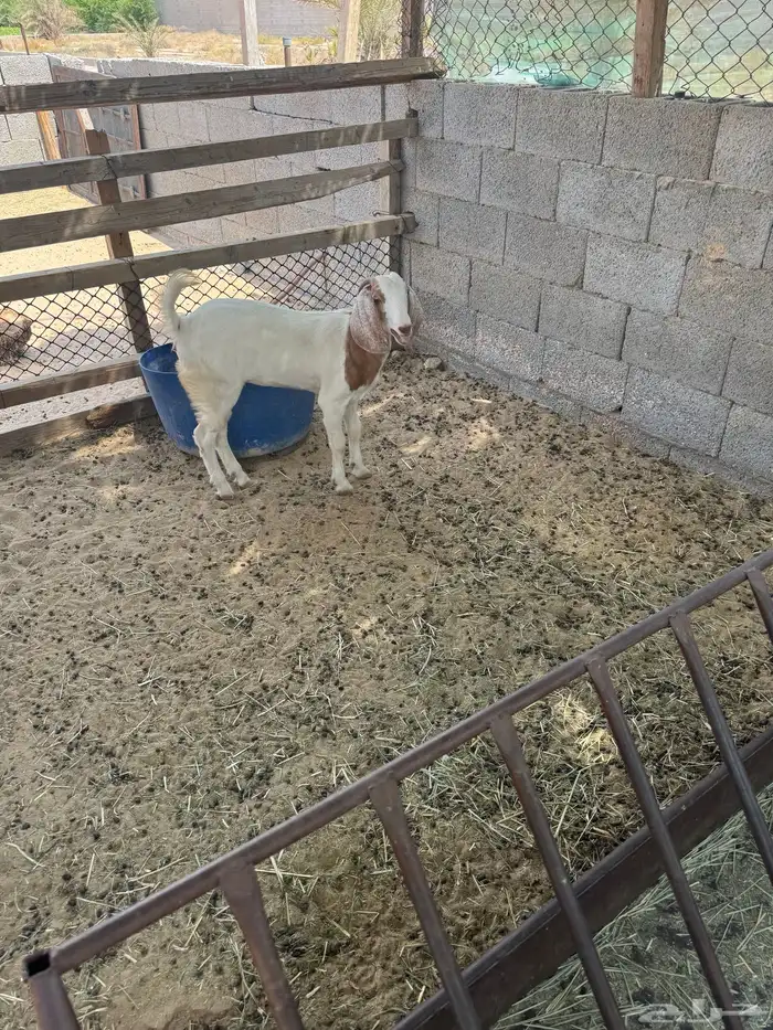 جفرةللبيع 0