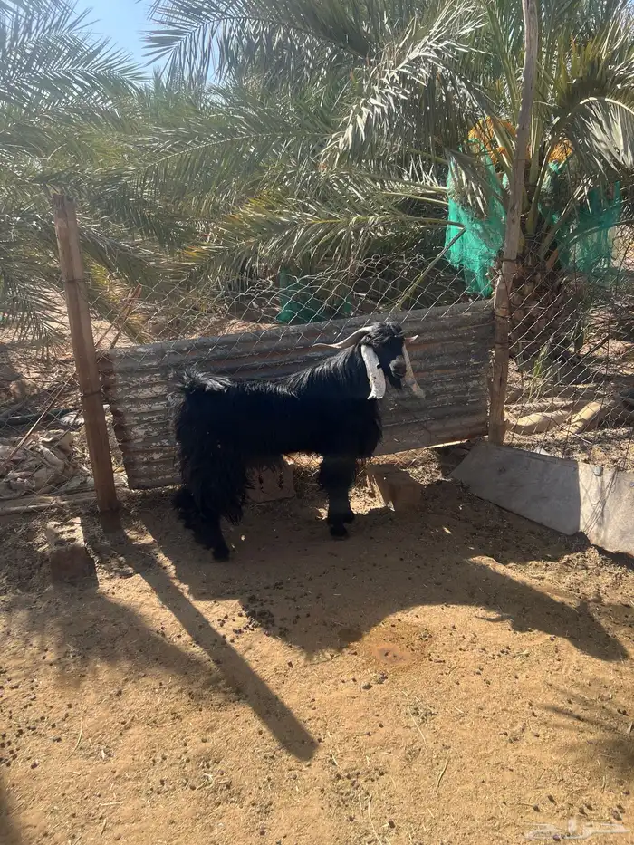 تيس عارضي فحل 0