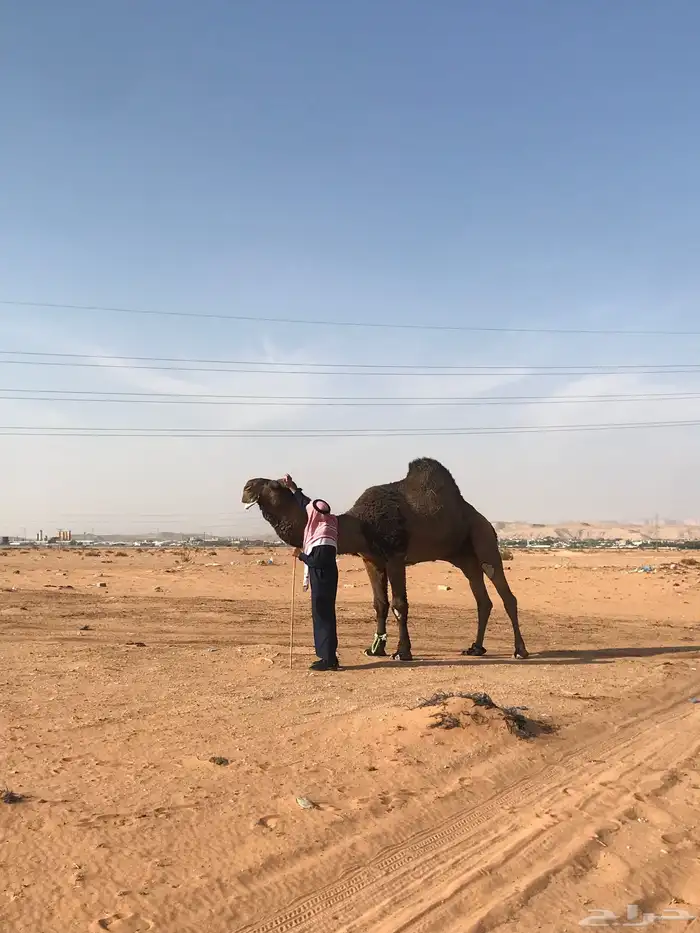 البعير الكفو الاصفر 4