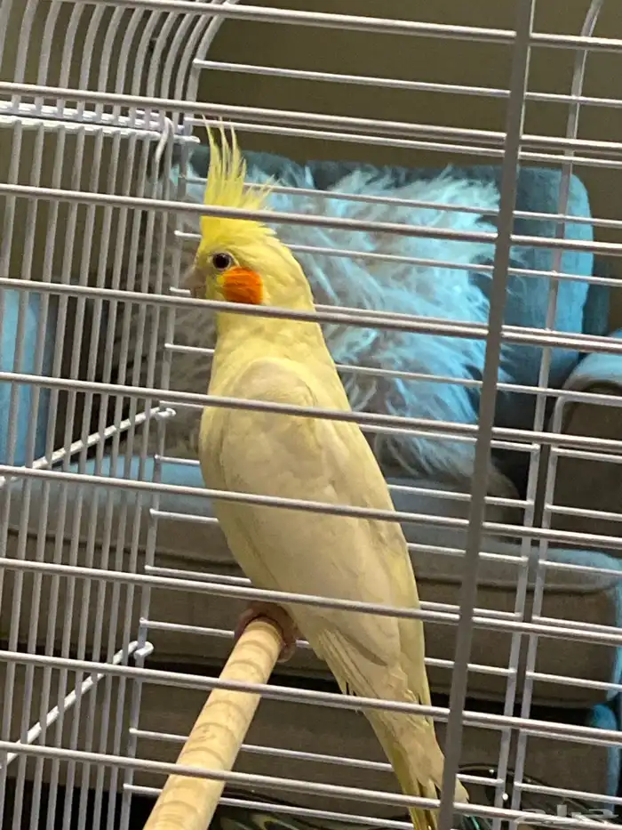 زوج طيور كروان لم يسبق لهم الانتاج 7