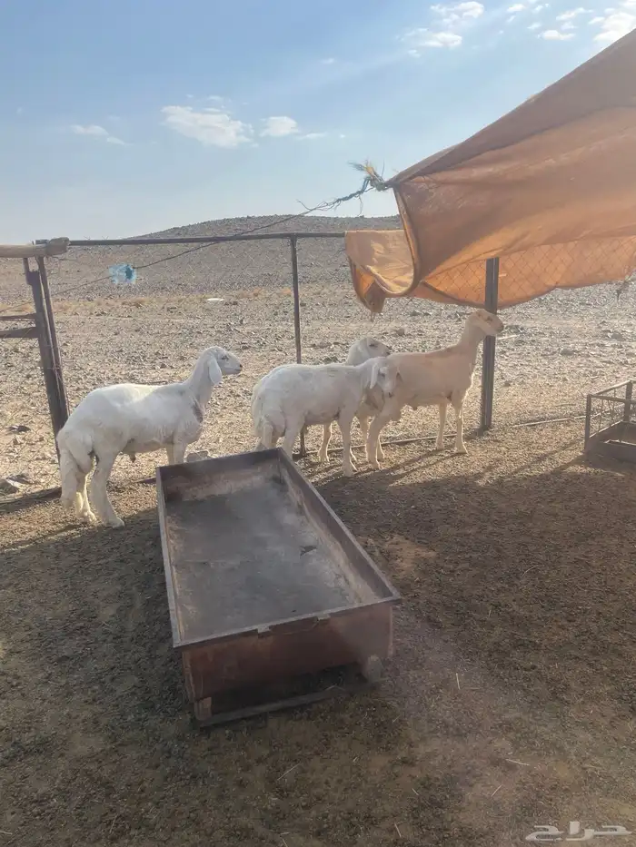طليان 0