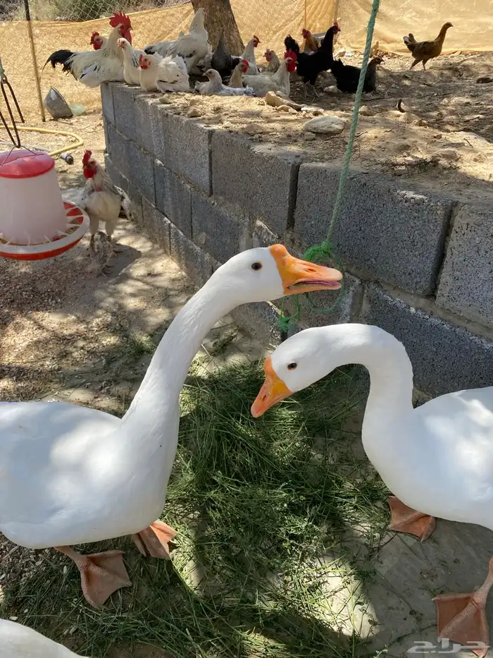 ذكرين وز بلغاري للبدل باناث 4