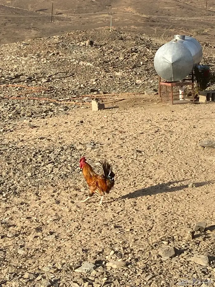 ديكه للبيع 4