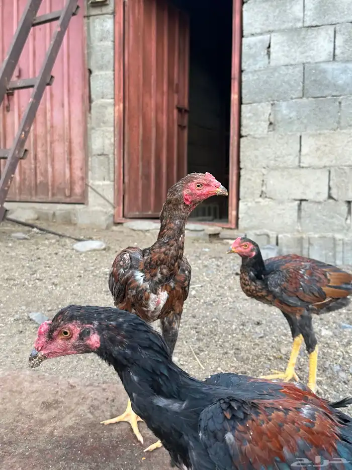 3 ديوك سندي 8