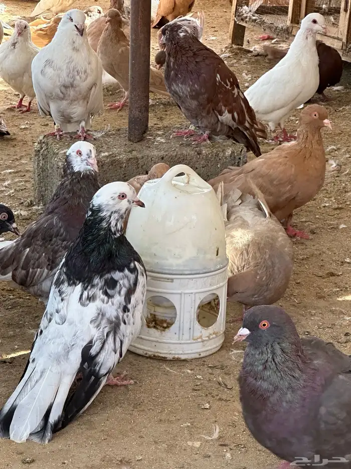 حمام مصري مالطي 20