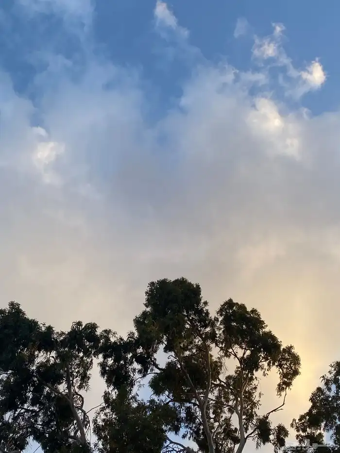 دجاج سندي 2