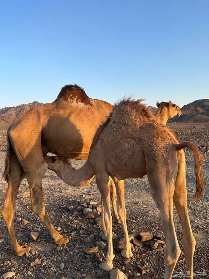 ناقه حمراء تحتها قعود مقفل فلل الفل والناقه جرميه الحد8500 0
