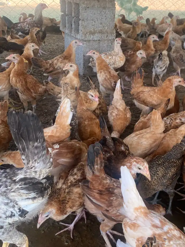 السلام عليكم ورحمة الله وبركاته اعرض لكم فروخ عمر شهر 20يوم 7