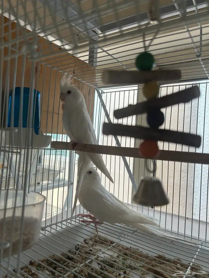 كروان البينو عيون حمر 3