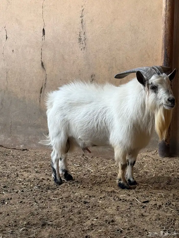 للبيع تييس قزمي 8