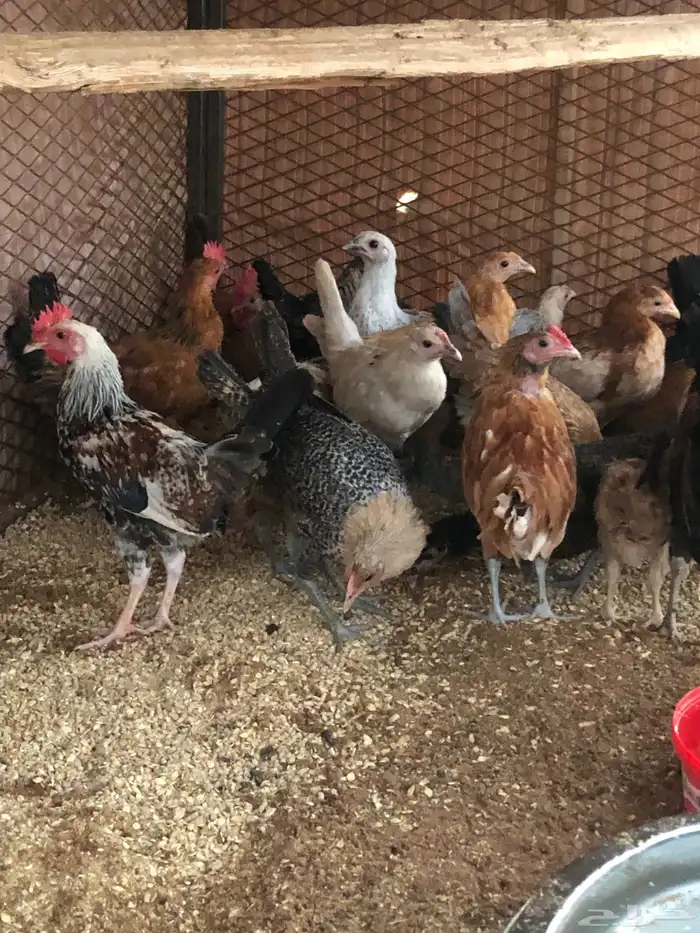 صوص دجاج بلدي الهم شهرين ونص 2
