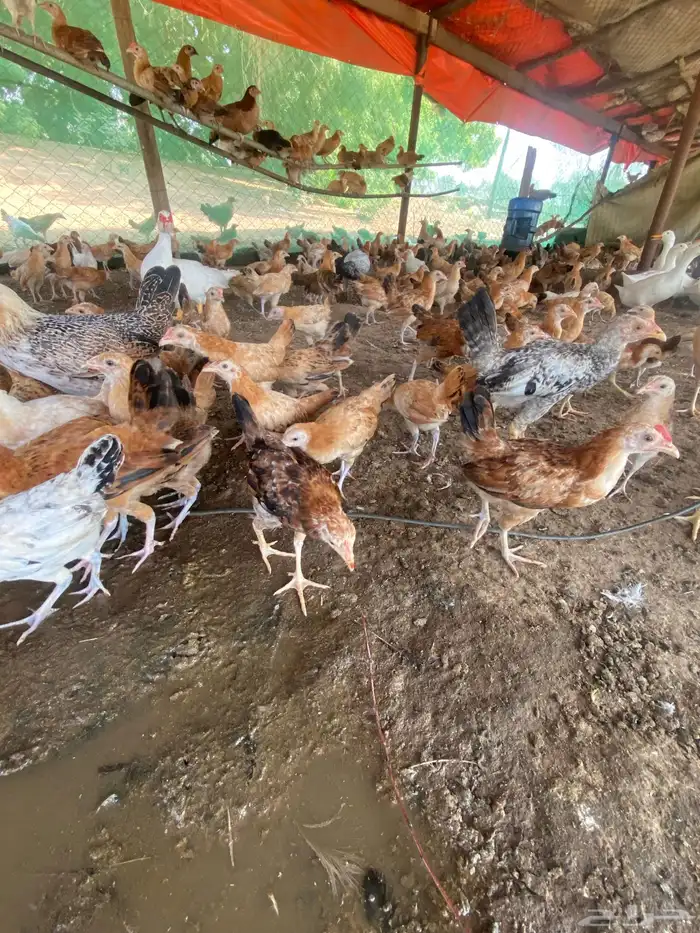 السلام عليكم ورحمة الله وبركاته اعرض لكم فروخ عمر شهر 20يوم 5