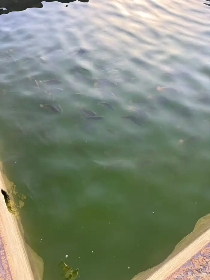 سمك بلطي للبيع نظيف شرط 1