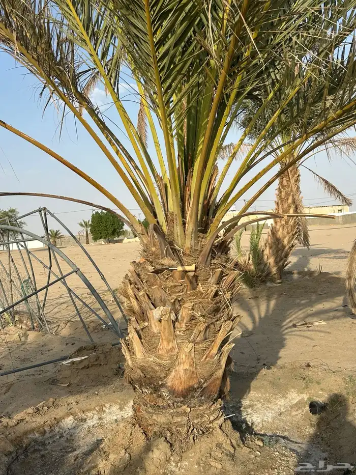 نخل للبيع 3