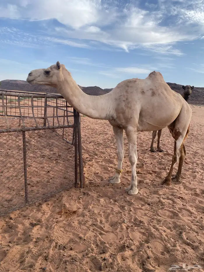 ركبي طبع شرط سليم من جميع العذريب 0