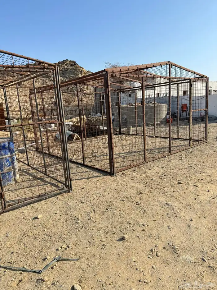 شبوك ابل و أغنام 3